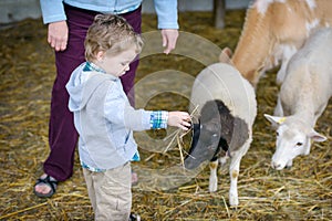 Boy Plays with Hay