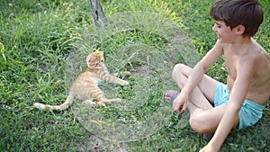 boy plays with Orange Scottish Fold kitten with a branch, on grass in garden