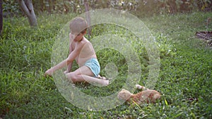 boy plays with Orange Scottish Fold kitten with a branch, on grass in garden