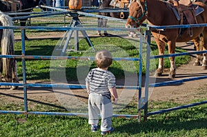 Boy and pony ride