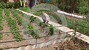 boy pour potato beds in the garden