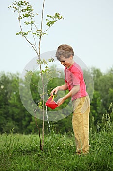 Boy pours on seedling of tree