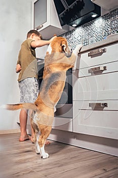 Boy preparing omelette for himself but beagle dog carefully watching for him. It standing rear legs and following a boy`s