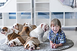 boy and puppies of the English bulldog playing on the carpet floor.