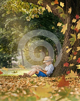 Boy readind under the big linden tree