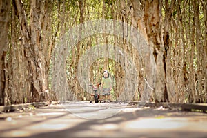 Boy riding bike along walkway surrounded by tall paperbark trees