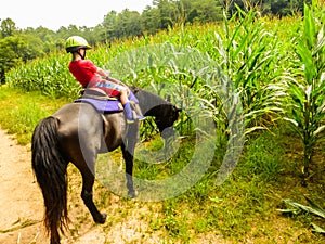 Boy riding a horse that is distracted by tasty corn field.