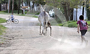 Boy running towards a donkey photo
