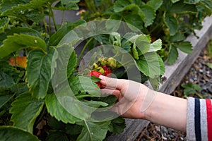 the boy& x27;s hand plucked the picking strawberry from the garden. harvest concept