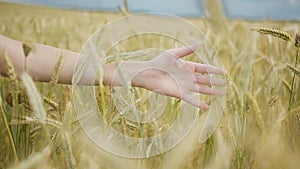 Boy`s hand sliding on ears of wheat against the background of the sky, golden wheat ears in the sun