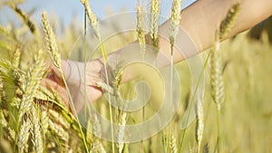 Boy`s hand sliding on ears of wheat against the background of the sky, yellow wheat ears in the sun
