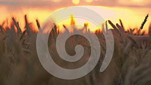 boy's hand sliding on ears of wheat at sunset on the background of the sky, sun rays
