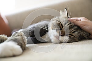 Boy`s hand stroking cat to sleep