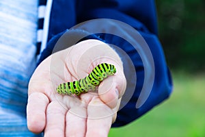 The boy`s hands hold a beautiful green swallowtail caterpillar on a bright summer day in nature.