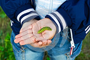 The boy`s hands hold a beautiful green swallowtail caterpillar on a bright summer day in nature