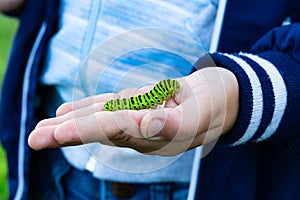 The boy`s hands hold a beautiful green swallowtail caterpillar on a bright summer day in nature
