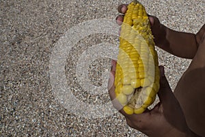 Boy`s hands holding corn ear. corn cob is bitted. sand on background. space for text