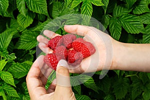Boy`s hands holding freshly picked raspberries. Raspberry bush i