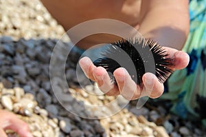 Boy and sea urchin