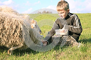 Boy and sheeps