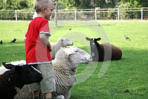 Boy and sheeps