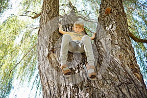 A boy sits on top of a tree, wide angle photo