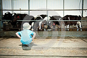 Boy sitting and looking at the cows