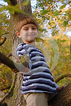 Boy sitting on the tree