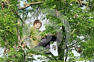 Boy sitting on the tree