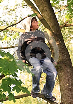 Boy sitting on the tree