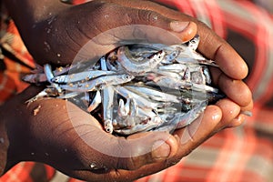 Boy with small fish in his hands, Lake Malawi