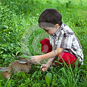 Boy and small rabbits in the garden