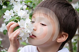 Boy smelling blossoming apple tree flowers