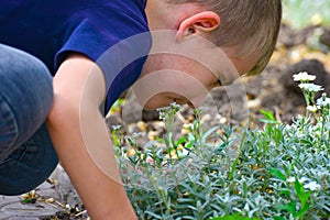 The boy is smelling flowers on a summer day in the park outside
