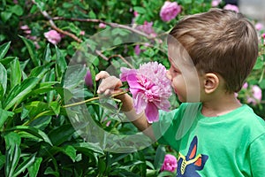 Boy smelling peony flower