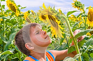 Boy smelling a sunflower