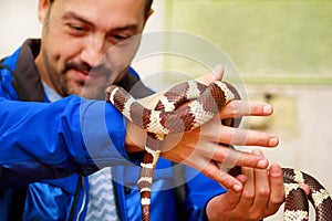 Boy with snakes. Man holds in hands reptile Common King snake Lampropeltis getula kind of snake.