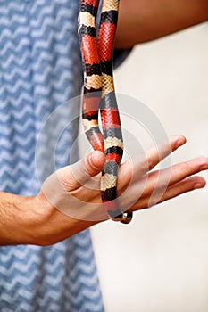 Boy with snakes. Man holds in hands reptile Milk snake Lampropeltis triangulum Arizona kind of snake.