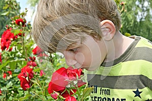 Boy sniffing roses.
