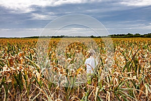 Boy standing in dry corn field in Denmark