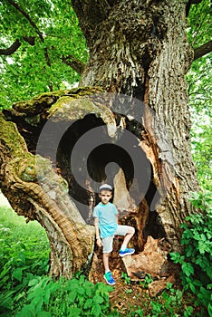 Boy standing near a big hollow oak tree. Family walking in national park. Big millennial oak tree