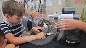 A boy strokes a cat in a veterinary clinic