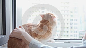 a boy strokes a cute red cat sitting on the windowsill at a large window in the apartment. 4k resolution. Love for