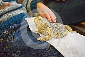 Boy stroking a bearded dragon lizard