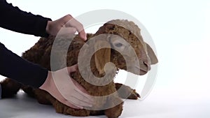 Boy is stroking brown lamb at white background. Slow motion. Close up