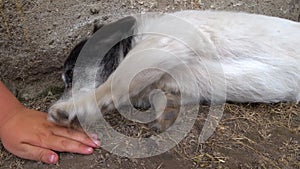 Boy stroking hand stray dog mongrel. Animal care