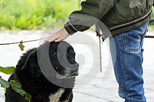 Boy is stroking the head of a black stray dog, a mongrel with sa