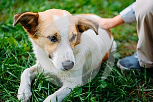 Boy stroking homeless dog on green grass