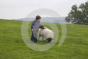 A Boy stroking a sheep photo