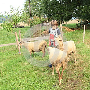 Boy stroking a sheep